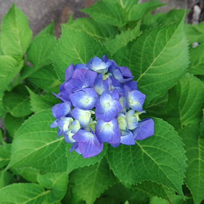画像254