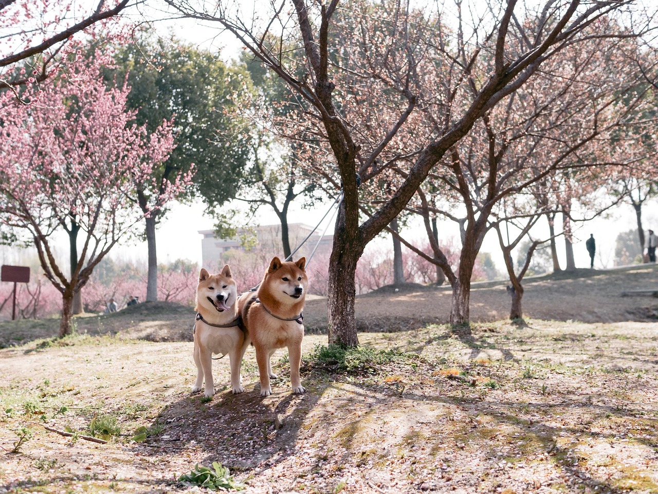 成功事例の紹介